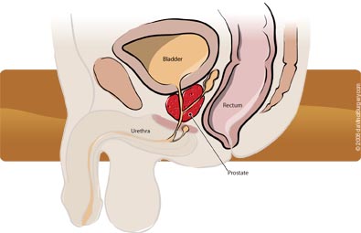 Male Anatomy